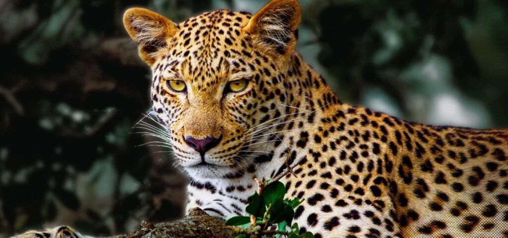 Công nghệ AI Picture Pro sử dụng AI Super Upscaling và OLED Dynamic Tone Mapping