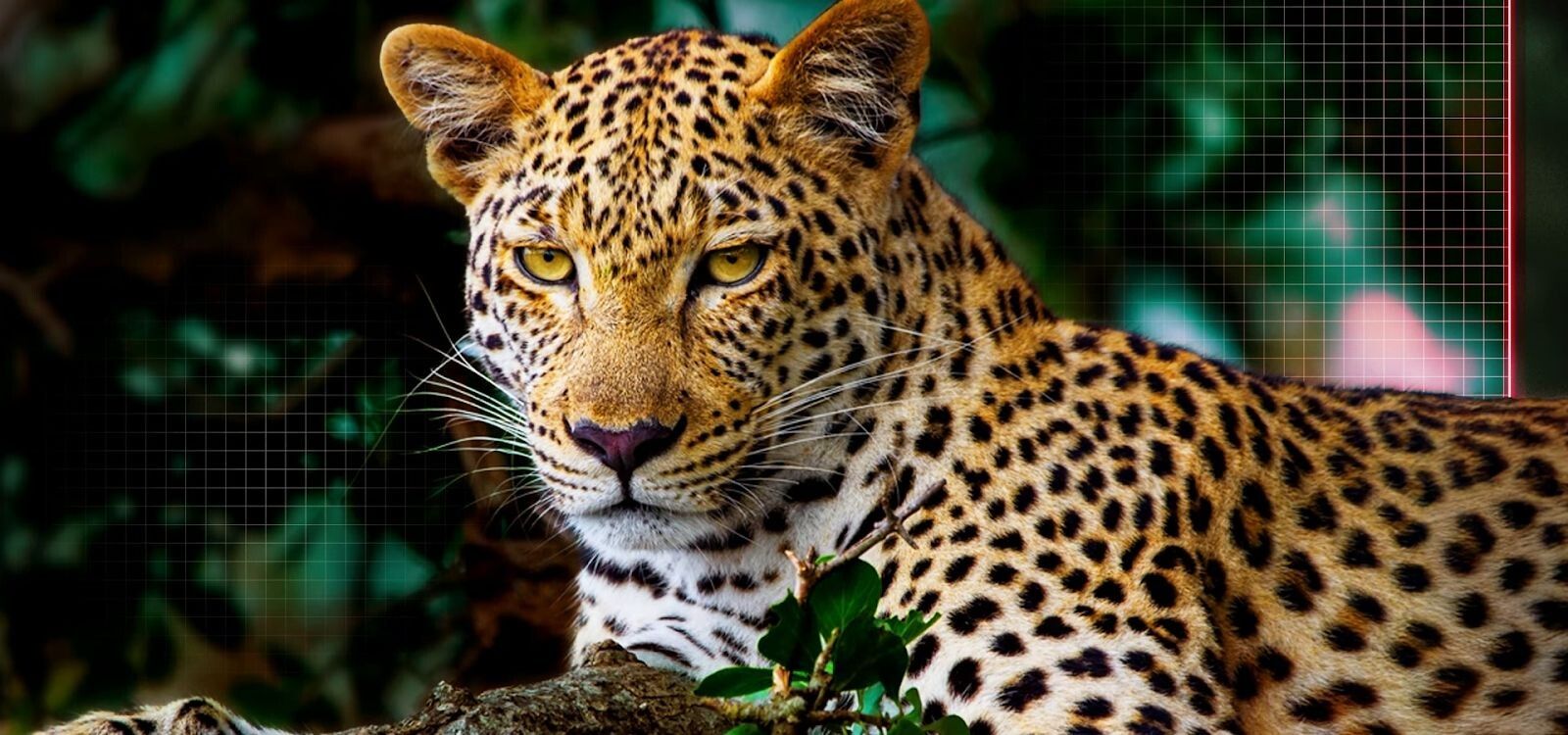 Công nghệ AI Picture Pro nâng cấp hình ảnh hiển thị sắc nét 