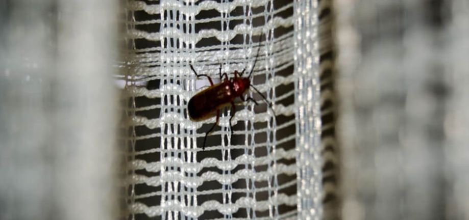 Côn trùng như: Kiến, gián... bị mắc kẹt ở trong dàn lạnh